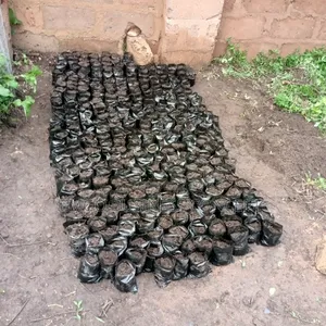 Polythene Planting Bags