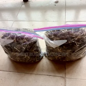 Sprouted Tenera Species Oil Palm Nuts