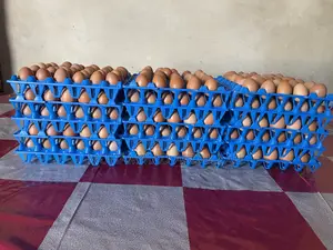Eggs Crates of Egg