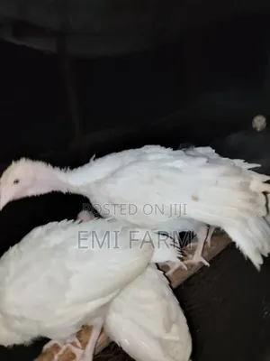 6 Weeks Foreign Turkey Available for Sale