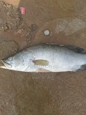 We Sell All Kinds of Fresh River Fish and Dry Fish