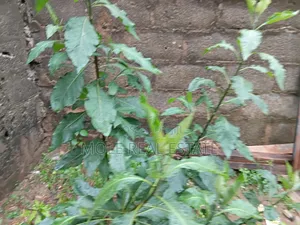 17 Acres Industrial Ashara Town Ogun State