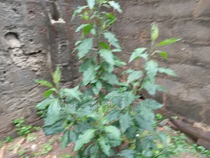 4 Acres Of Land Lagos Ibadan Olowotedo Bustop