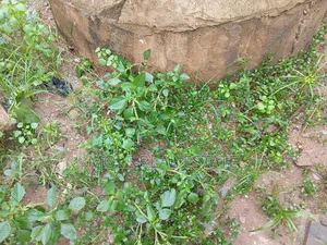2 Acers (12 Plots) Facing Major Abaranje New Road