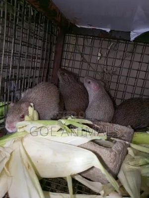 Grass Cutters