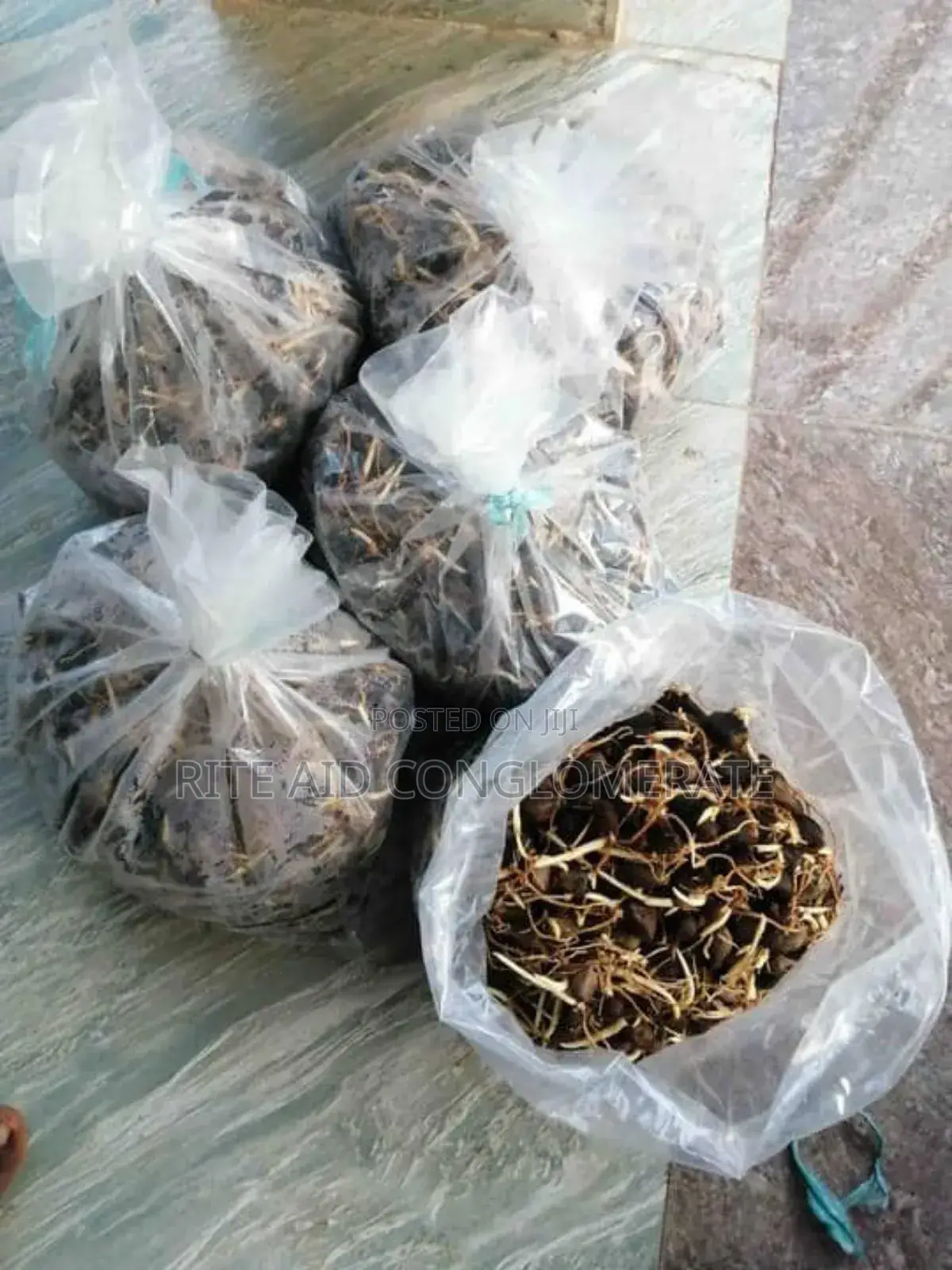 Hybrid Tenera Palmoil Seeds/Nuts
