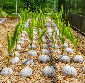 Hybrid Dwarf Coconut Seedlings
