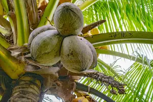 Hybrid Dwarf Coconut Seedlings