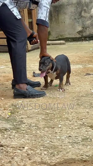 3-6 months Male Purebred American Bully