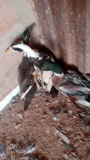 Duck Eggs and Day Old