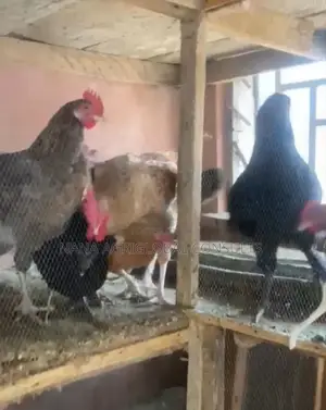 Noiler Point of Lay and Day Old,Eggs