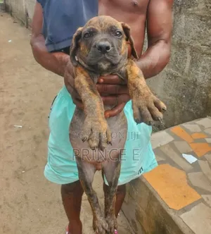 1-3 months Male Purebred Boerboel