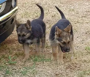 1-3 months Male Purebred German Shepherd
