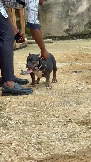 3-6 months Male Purebred American Bully