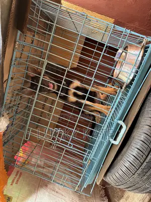 Photo - Dog Cage for Sale