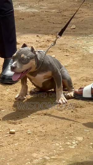 3-6 months Female Purebred American Bully