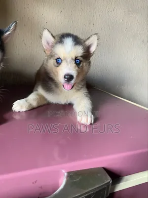 1-3 months Female Purebred Siberian Husky