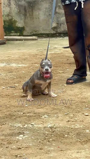 3-6 months Female Purebred American Bully