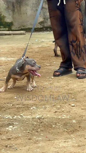 3-6 months Female Purebred American Bully