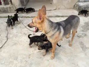 1-3 months Male Purebred German Shepherd