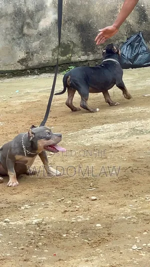 3-6 months Female Purebred American Bully