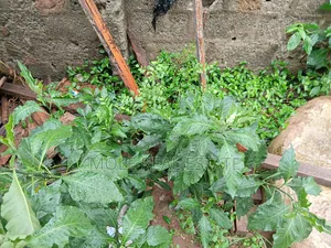 Full Plot of Land 4 Sale Pedro Rd Shomolu Bariga