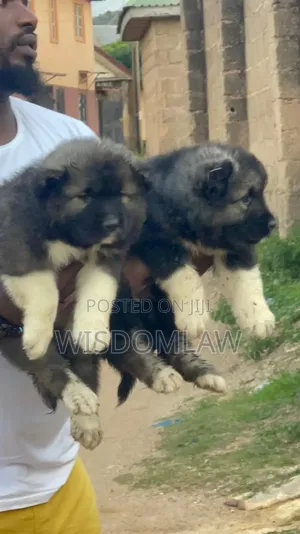 1-3 months Female Purebred Caucasian Shepherd