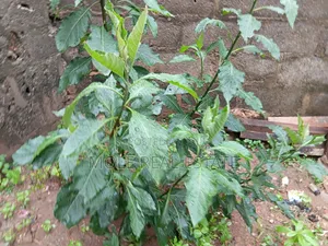 2 Acers Waterfront of Land Ebute Ikorodu Lagos
