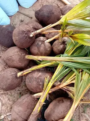 Hybrid Coconut Plant
