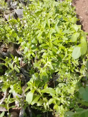 Stevia Sugar Plant