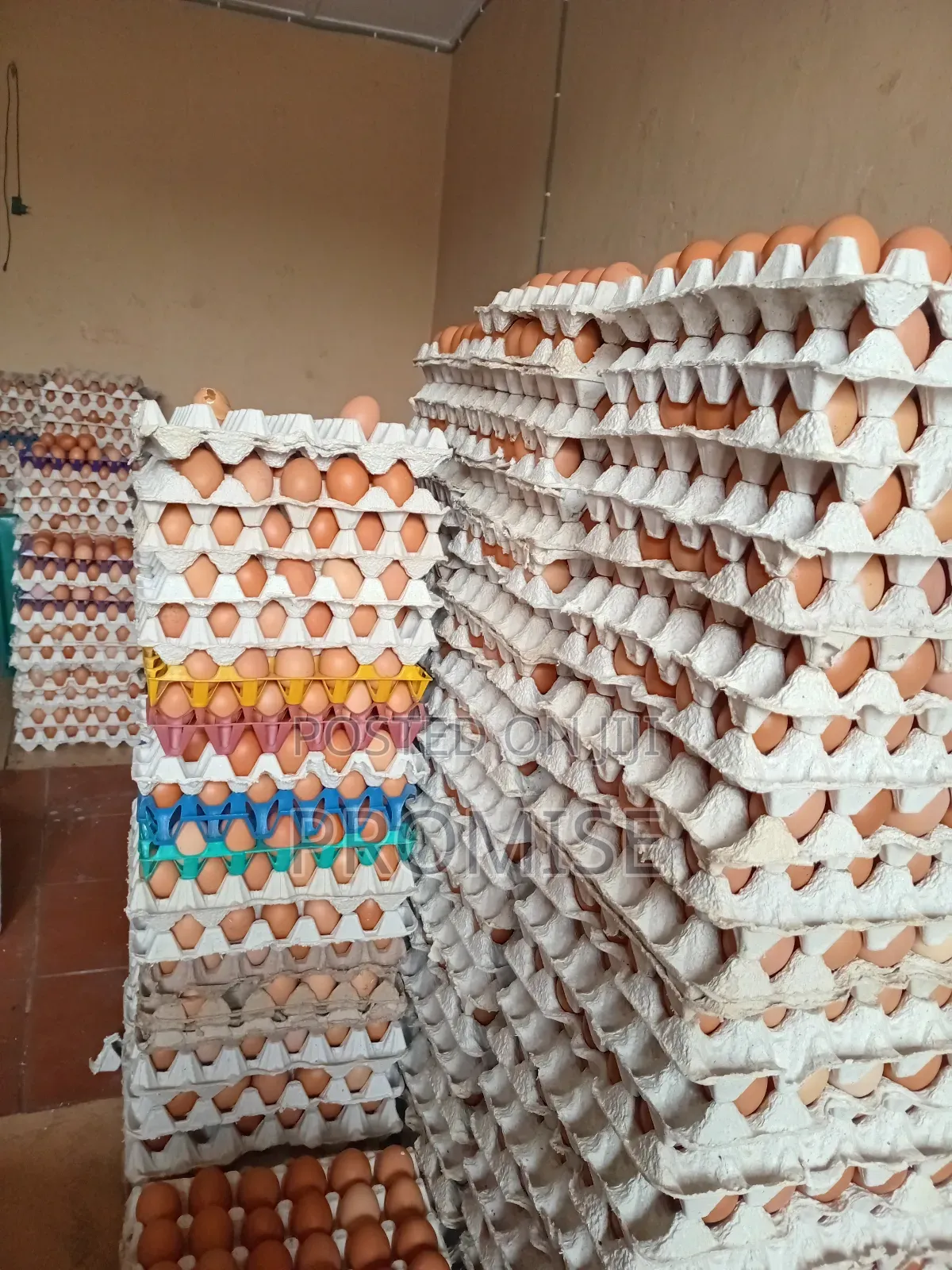 Fresh Farm Egg