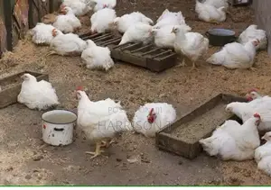 Female Poultry Worker - Free Feeding + Free Accommodation