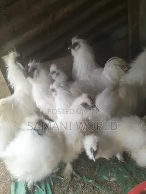 Silkie Chicken