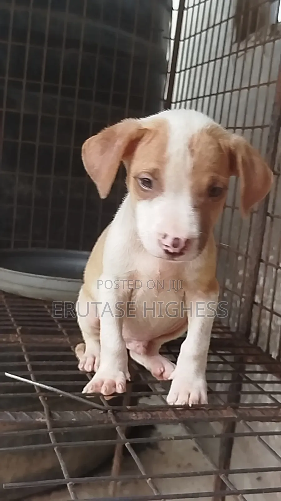 1-3 months Male Purebred American Pit Bull Terrier