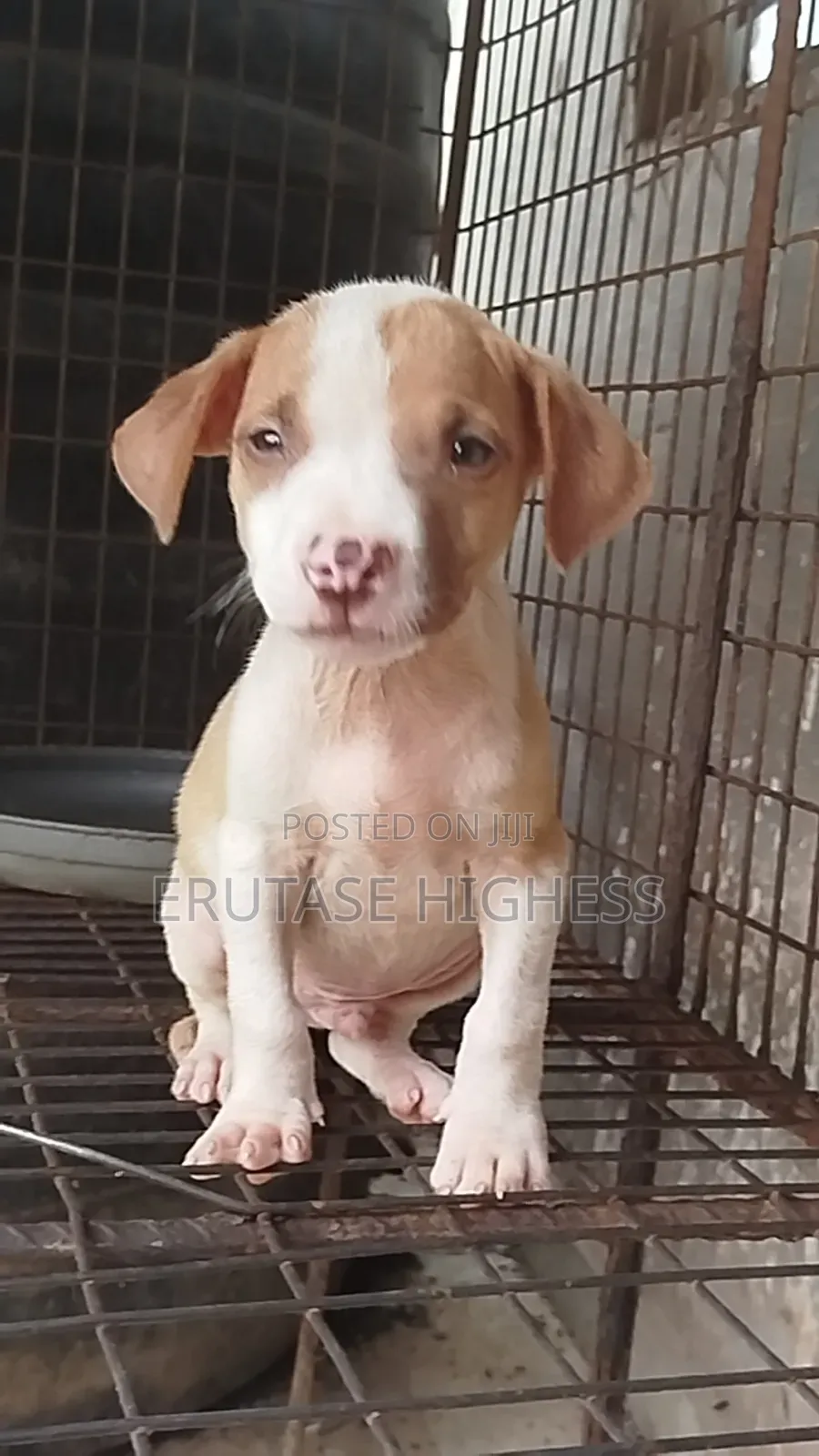 1-3 months Male Purebred American Pit Bull Terrier