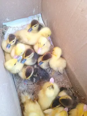 Local and Foreign Duck Available