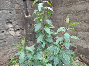 20 Acers Lagosibadan Express B/4 Danco Petrol Station