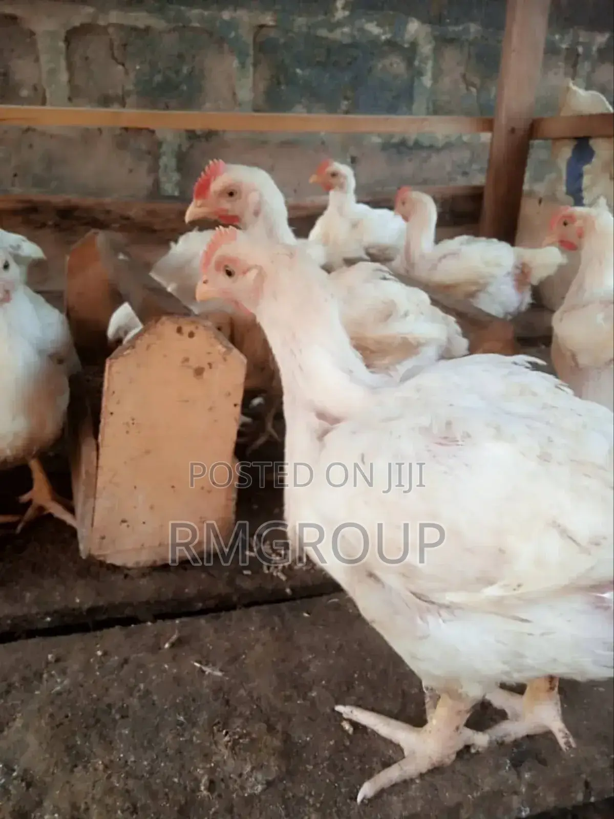 Chicken Broilers For Sale