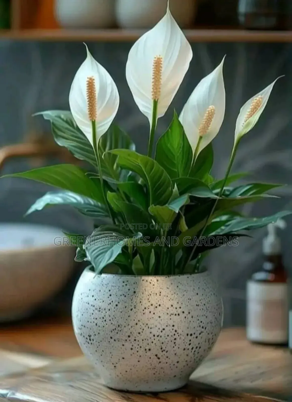 Peace Lily Plant