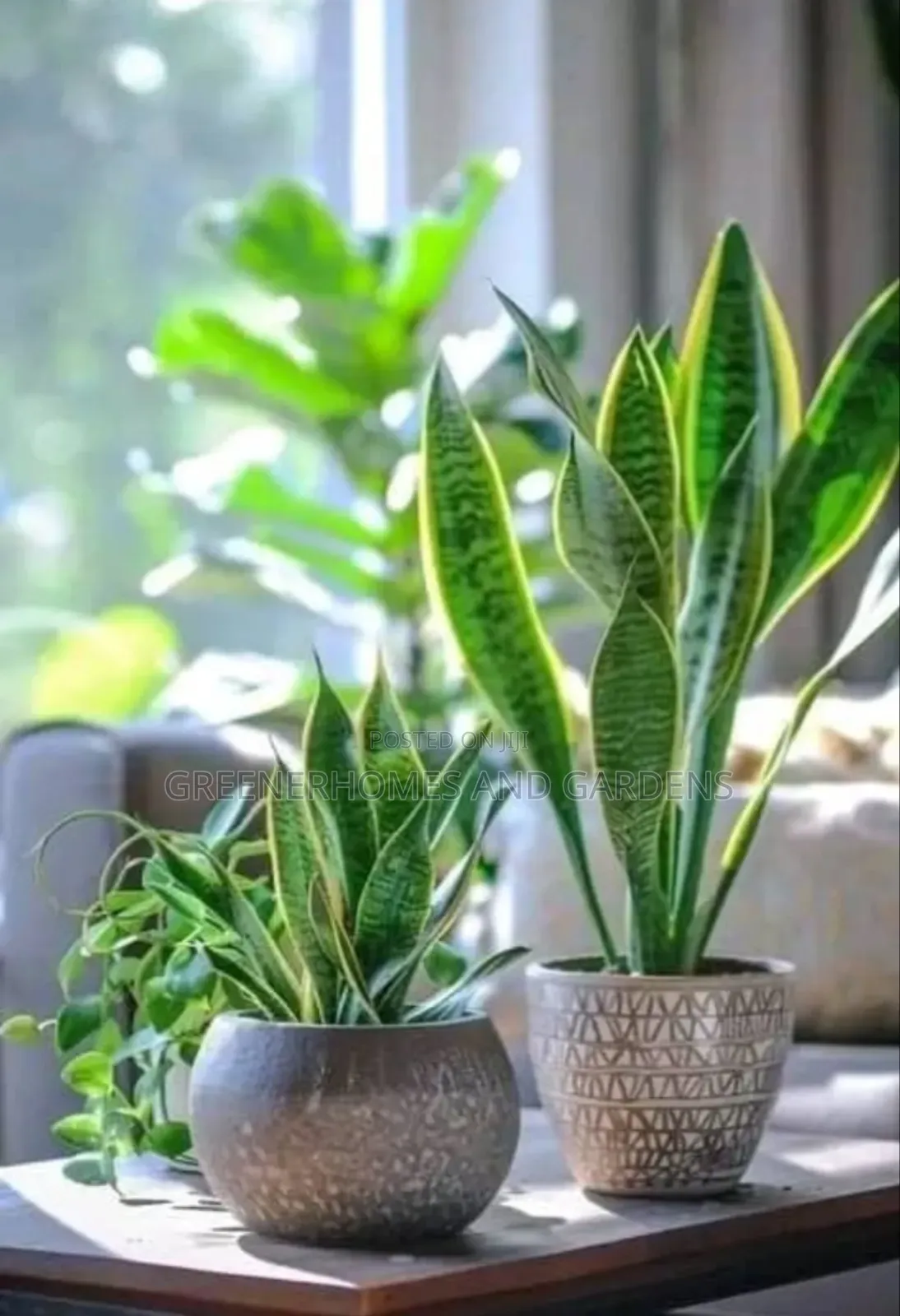 Snake Plant