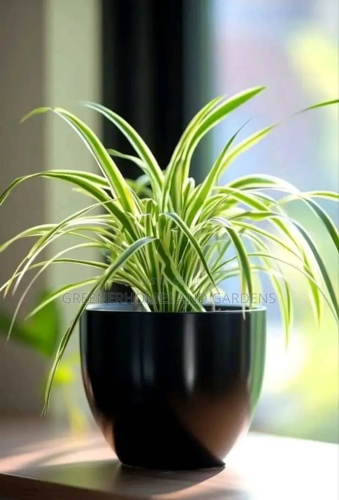 Spider Plants