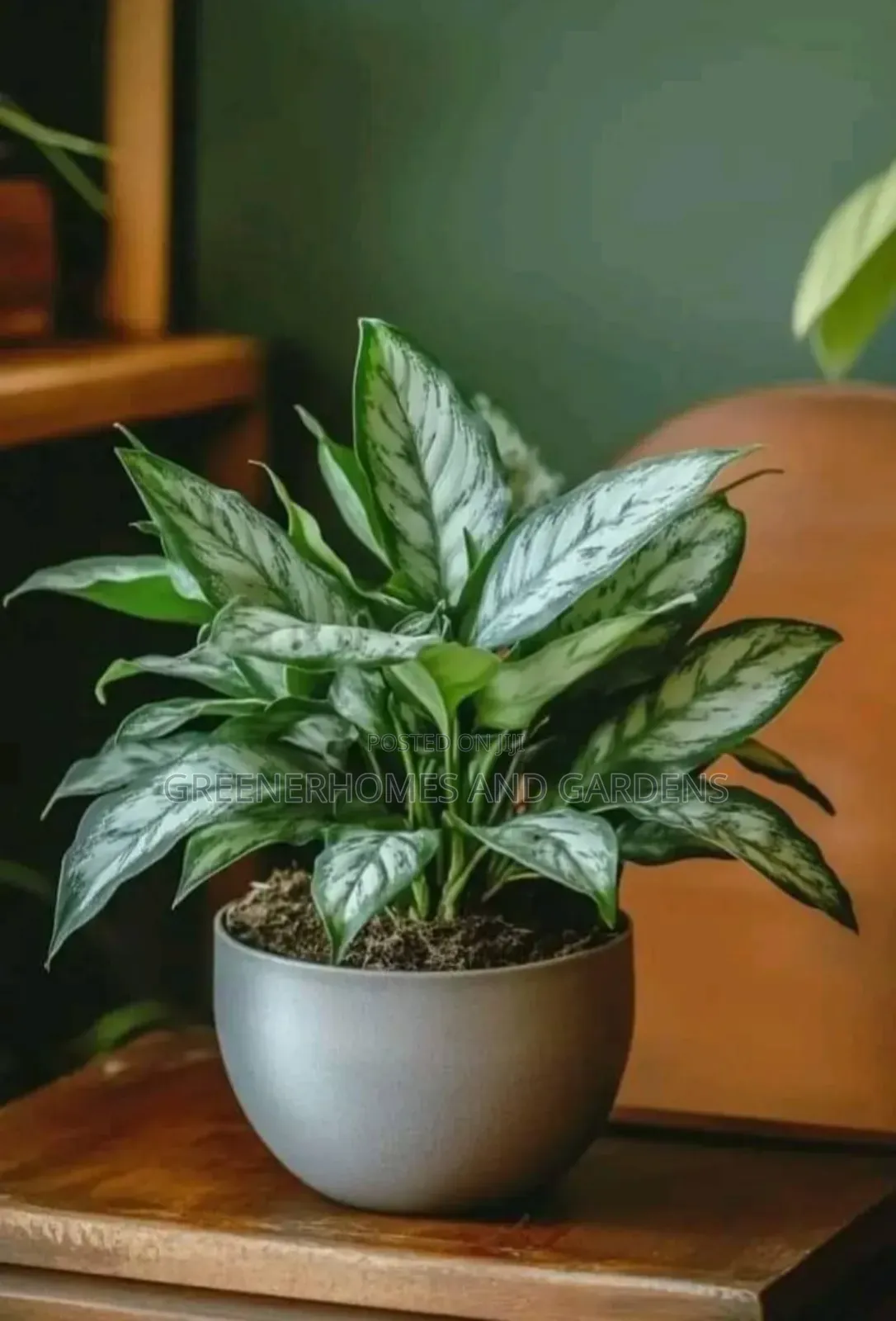 Chinese Evergreen