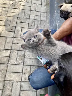 1-3 months Male Purebred British Shorthair