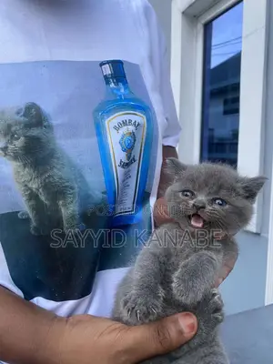 1-3 months Male Purebred British Shorthair