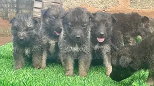 1-3 months Female Purebred German Shepherd