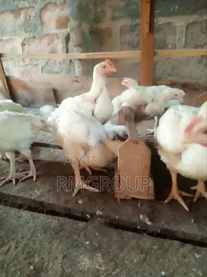 Chicken Broilers For Sale