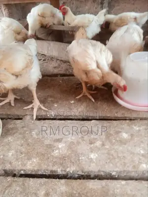 Chicken Broilers For Sale