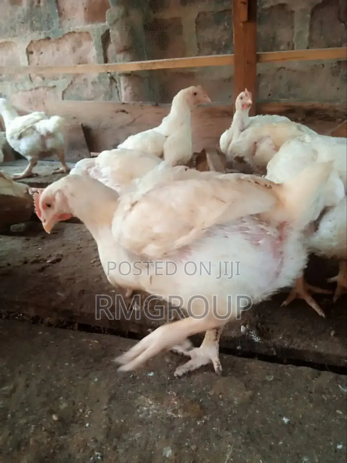 Chicken Broilers For Sale