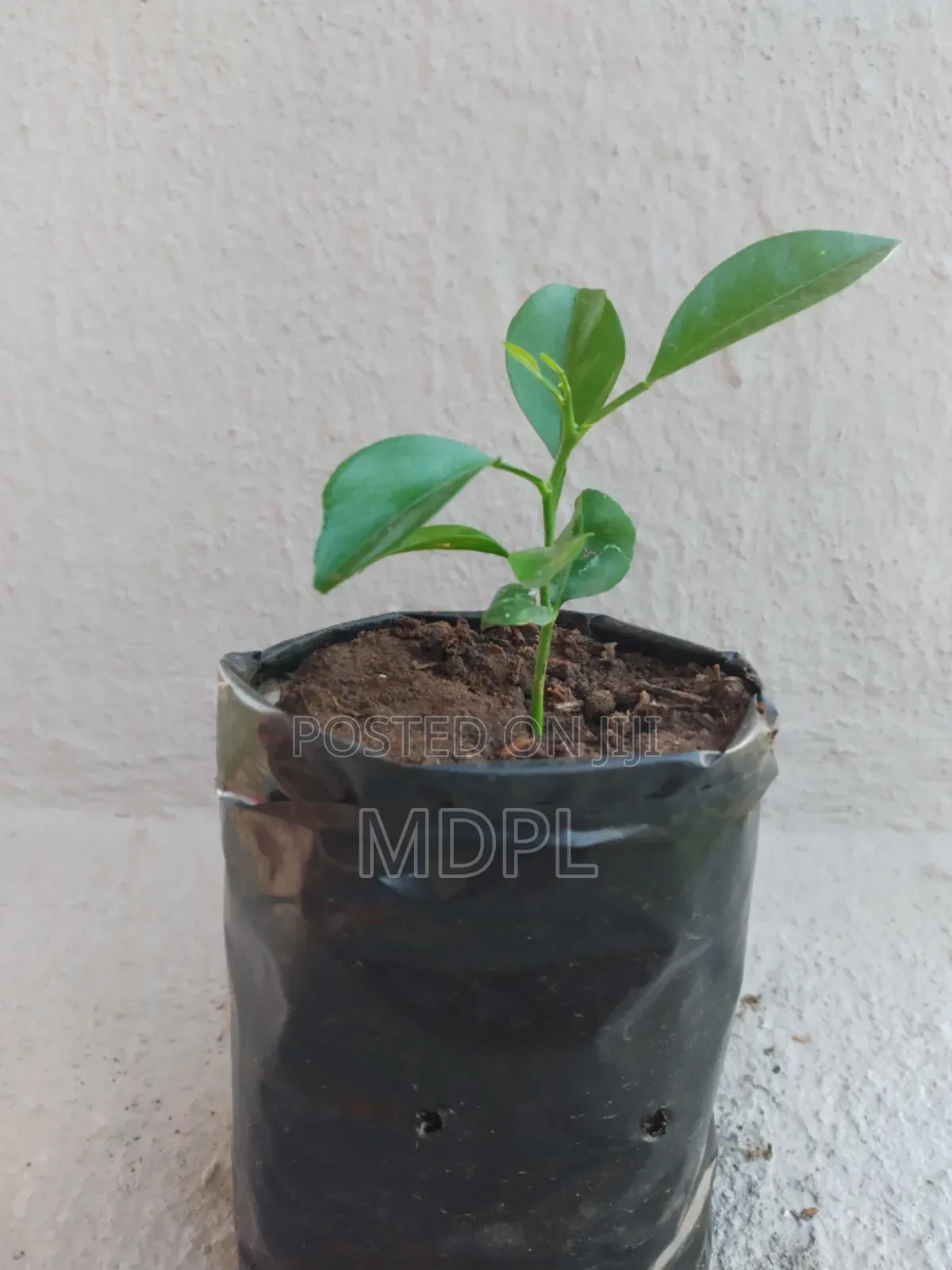 Lemon Seedlings