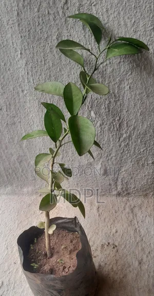 Orange Seedlings